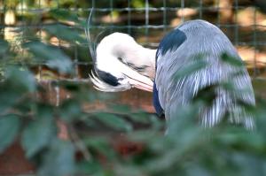 Héron cendré (Ardea cinerea cinerea)