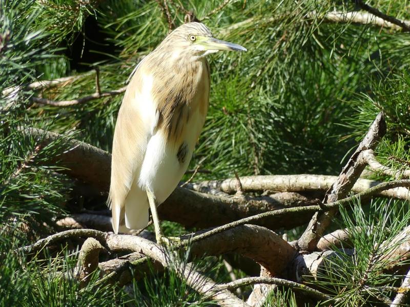 Héron crabier (Ardeola ralloides)