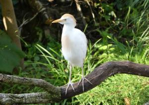 Héron garde-boeufs (Bubulcus ibis)