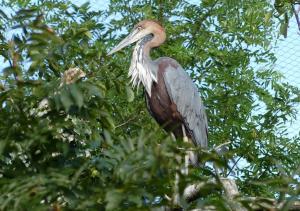 Héron goliath (Ardea goliath)