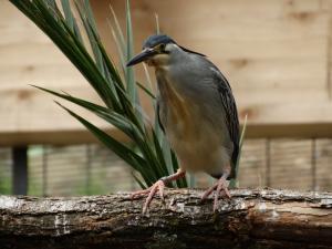 Héron strié (Butorides striata)