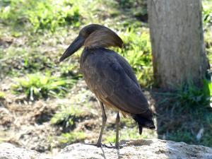 Ombrette africaine (Scopus umbretta)