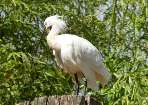 Spatule blanche (Platalea leucorodia)