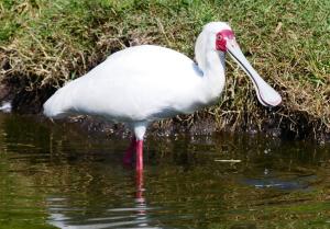 Spatule d'Afrique (Platalea alba)