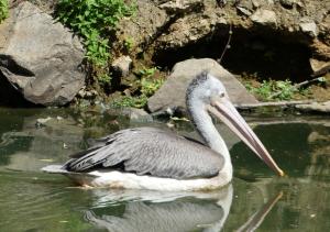 Pélécaniformes (Pélicans - Ibis - Spatules - Hérons)