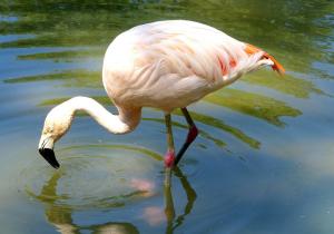 Flamant du Chili (Phoenicopterus chilensis)
