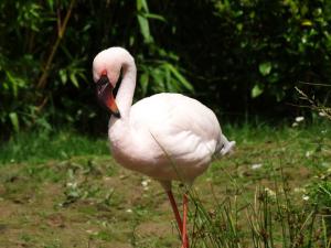 Flamant nain (Phoeniconaias minor)