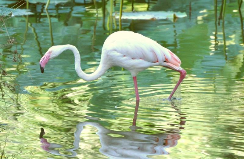Flamant rose (Phoenicopterus roseus)