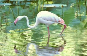 Flamant rose (Phoenicopterus roseus)