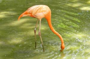Phoenicoptériformes (Flamants)