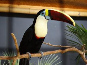 Toucan à bec rouge (Ramphastos tucanus)