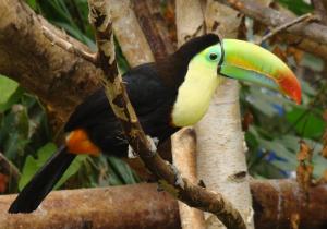 Toucan à carène (Ramphastos sulfuratus)