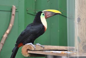 Toucan de Swainson - Piciformes (Ramphastos ambiguus swainsonii)