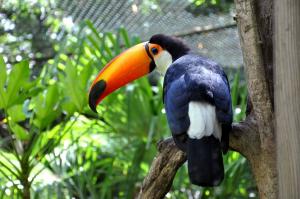 Toucan toco (Ramphastos toco)