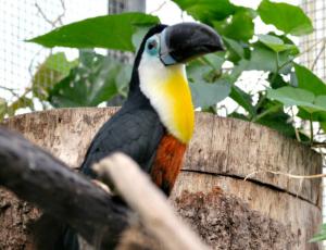 Toucan vitellin (Ramphastos vitellinus)