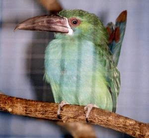 Toucanet à croupion rouge (Aulacorhynchus haematopygus)