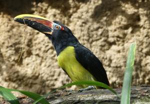 Piciformes (Toucans - Barbicans)