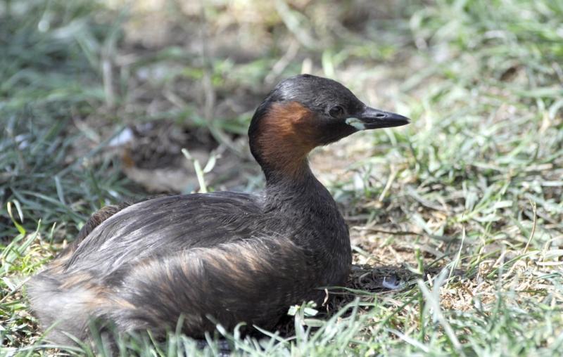 Grèbe castagneux (Tachybaptus ruficollis)