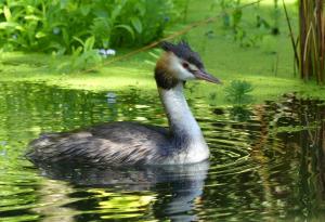 Grèbe huppé (Podiceps cristatus)