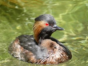 Podicipédiformes (Grébes)
