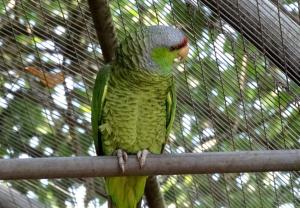 Amazone à couronne lilas (Amazona finschi)
