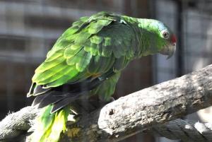 Amazone à diadéme - Psittaciformes (Amazona diadema)