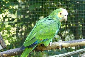 Amazone à épaulettes jaunes (Amazona barbadensis)