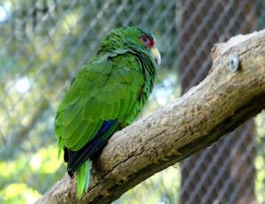 Amazone à front blanc (Amazona albifrons)