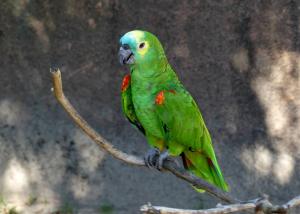 Amazone à front bleu (Amazona aestiva)