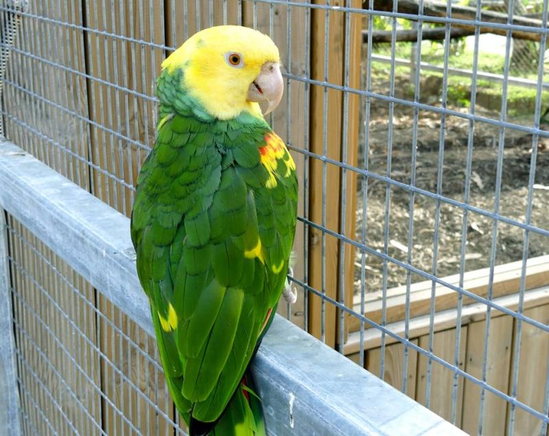 Amazone à front jaune (Amazona ochrocephala)