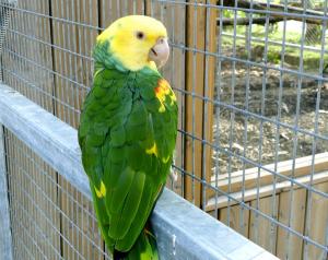 Amazone à front jaune (Amazona ochrocephala)