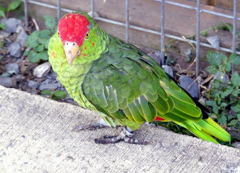 Amazone à joues vertes (Amazona viridigenalis)