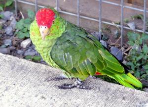 Amazone à joues vertes - Psittaciformes (Amazona viridigenalis)