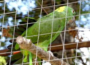 Amazone à nuque d'or (Amazona auropalliata)