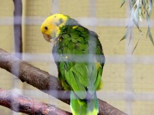 Amazone à tête jaune (Amazona oratrix)