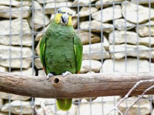 Amazone aourou - Psittaciformes (Amazona amazonica)