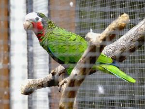 Amazone de Cuba (Amazona leucocephala)