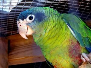 Amazone d'Hispaniola (Amazona ventralis)