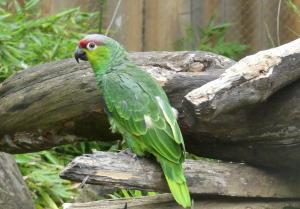 Amazone lilacine (Amazona lilacina)