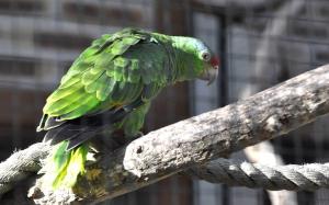 Amazone vineuse (Amazona vinacea)