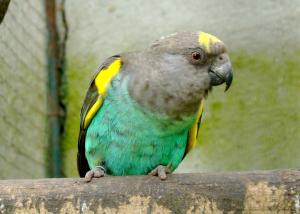 Psittaciformes (Perroquets - Cacatoès - Loris)