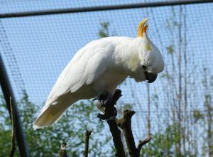 Cacatoès à huppe jaune (Cacatua galerita)