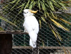 Cacatoès à huppe orange - Psittaciformes (Cacatua citrinocristata)