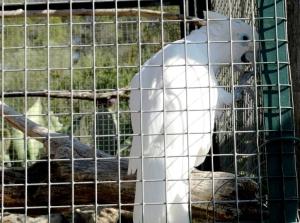 Cacatoès aux yeux bleus (Cacatua ophthalmica)