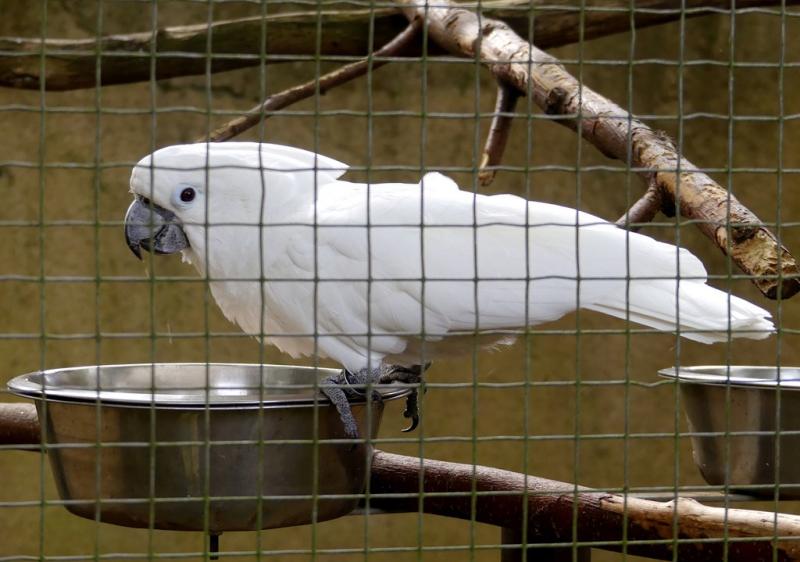 Cacatoès blanc (Cacatua alba)