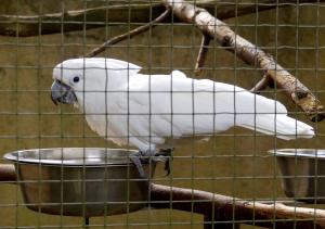 Cacatoès blanc (Cacatua alba)