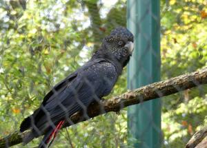 Cacatoès de Banks (Calyptorhynchus banksii)