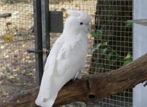 Cacatoès de Ducorps - Psittaciformes (Cacatua ducorpsii)