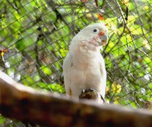 Cacatoès de Goffin (Cacatua goffiniana)