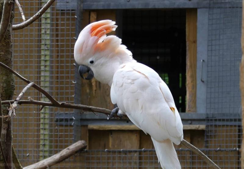 Cacatoès des Moluques (Cacatua moluccensis)